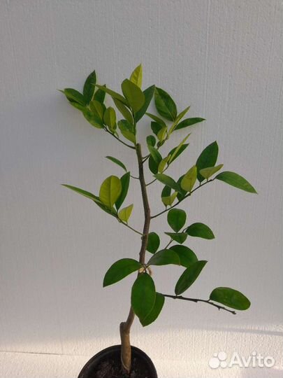 Саженцы лимона Мейера