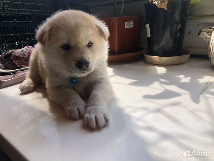 Щенок сиба ину метис