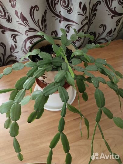 Декабрист шлюмбергера