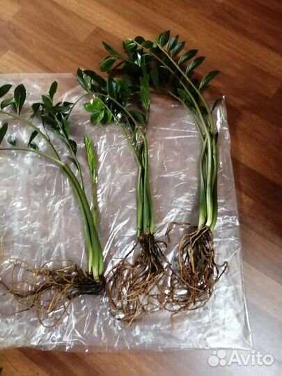 Замиокулькас