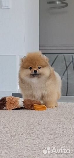 Кукольная девочка 3 месяца с видео