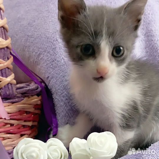 Котодевчулька ждёт мам пап
