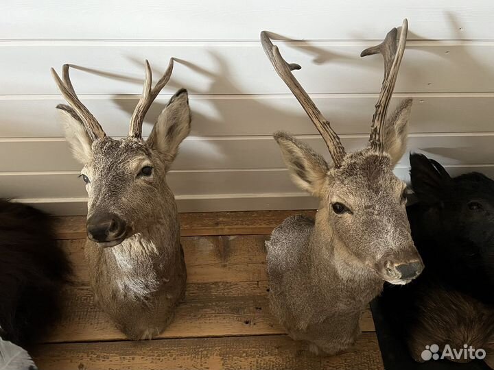 Косуля чучело
