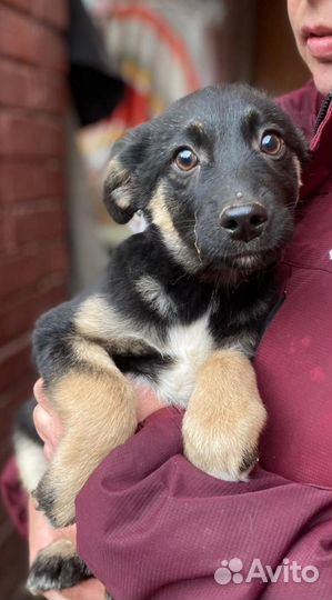 Щенок мальчик 3 мес
