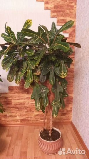 Продам Кротон