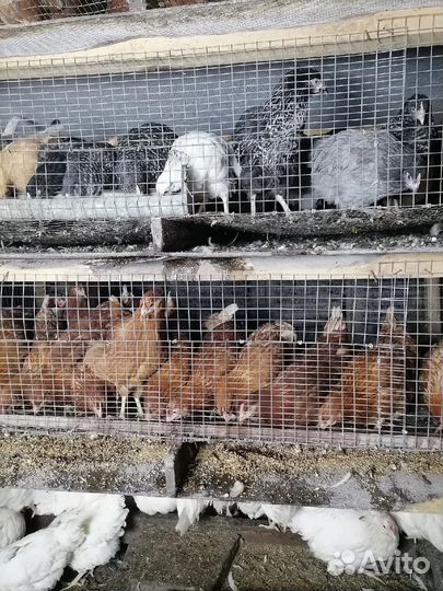 Куры молодки несушки