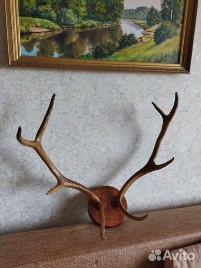 Рога оленя