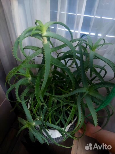 Алоэ древовидное