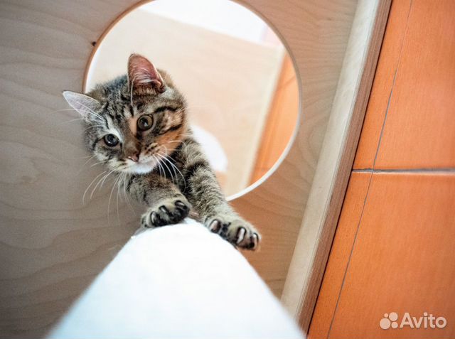 Котёнок ищет дом объявление продам