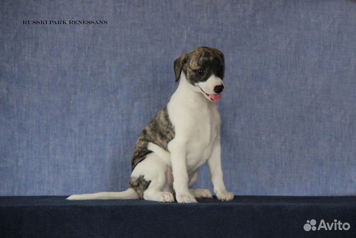 Кобель уиппета