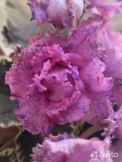 Фиалка сортовая