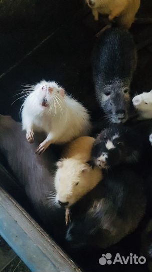 Разноцветные нутрии самцы и самки