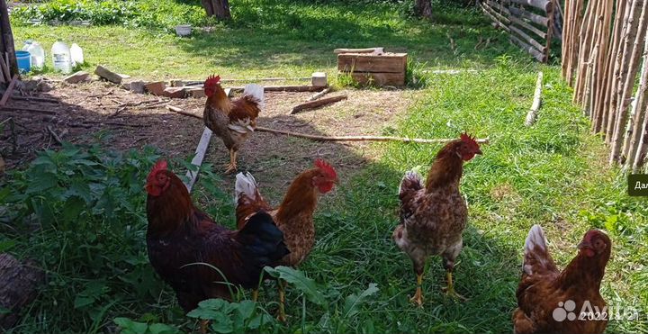 Куры несушки домашние +18 цыплят разных пород