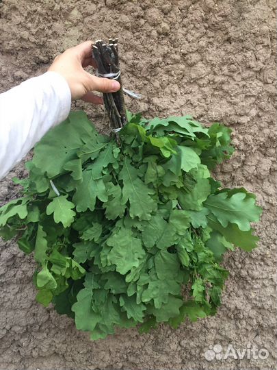 Веники для бани