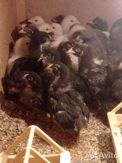 Цыплята подрощенные