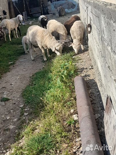 Овцы бараны