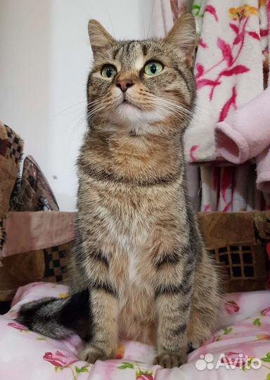 Кошки в добрые руки