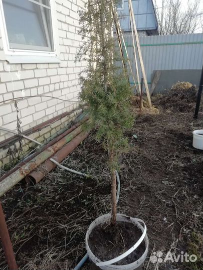 Можжевельник