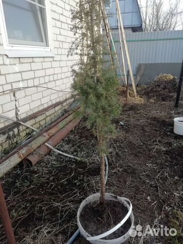 Можжевельник