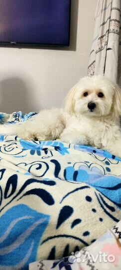 Мальтийская болонка вязка