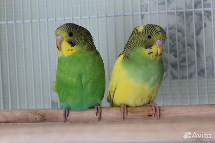 Молодые волнистые попугаи