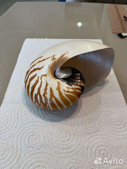 Морская раковина 