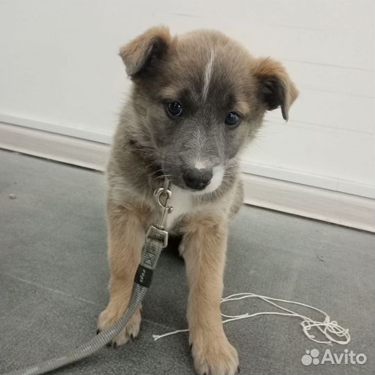 Щенки бельгийской овчарки метис