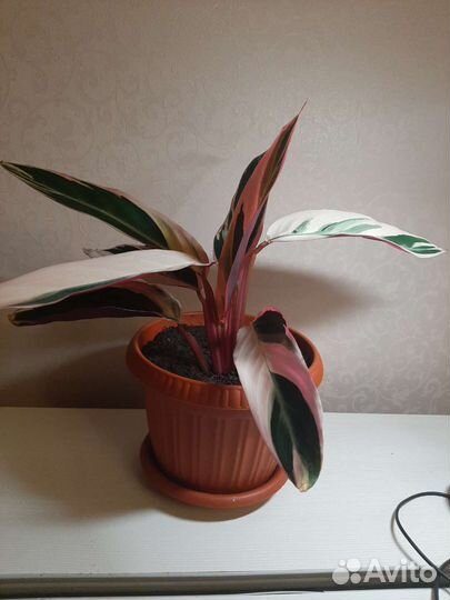 Калатея Строманта Триколор