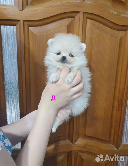 Шпиц