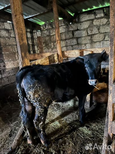 Продаю телки