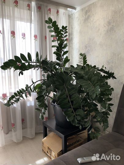 Замиокулькас