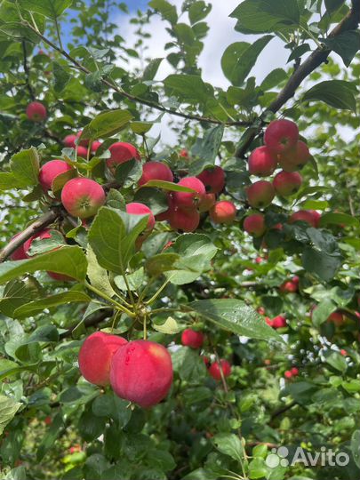 Яблоки