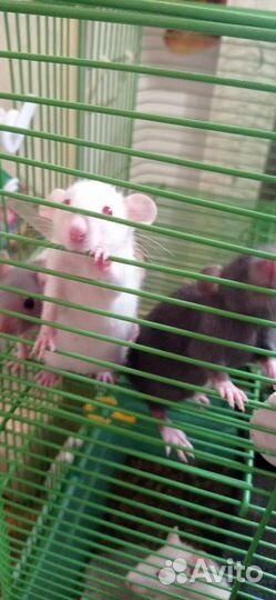 Крыса дамбо