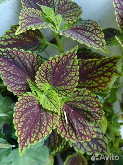 Колеусы разные