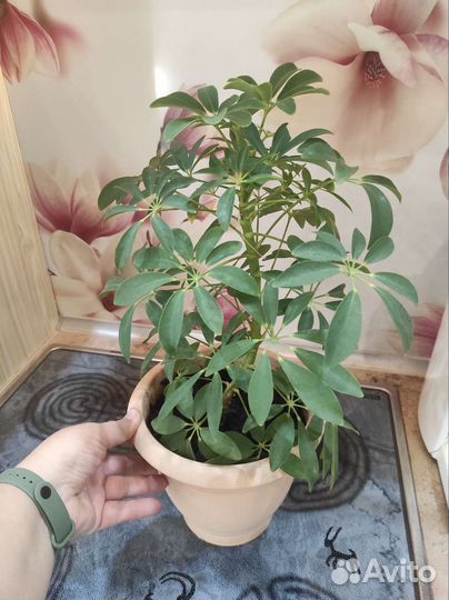 Комнатные цветы шефлера