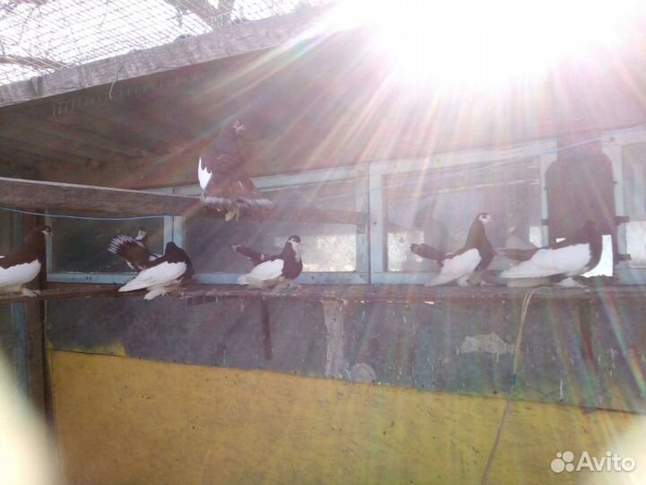 Голуби волжские ленточные