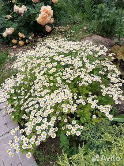 Ромашка маленькая