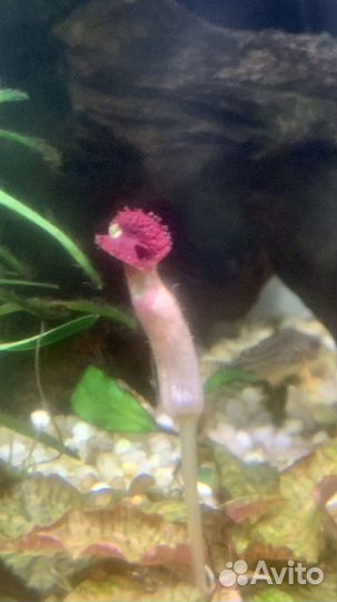 Криптокорина Нури и Фламинго