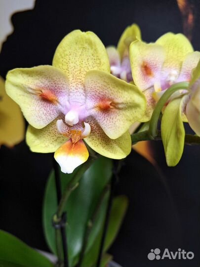 Орхидея фаленопсис бабочка 2 цв