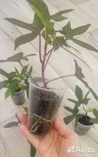 Ипомея батат в стаканчиках