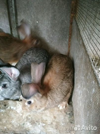 Кролики фландр