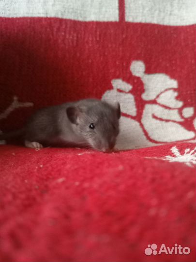 Крыса дамбо