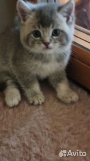 Красавчики