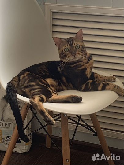 Бенгальский кот вязка