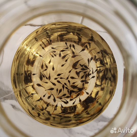 Сомята анциструс