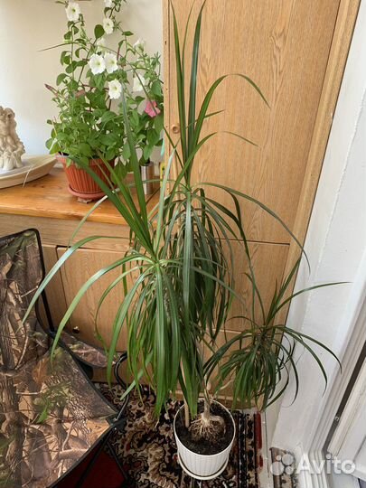 Пальма драцена