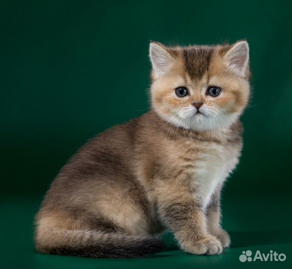 Шиншилла Золотистая Британские котята