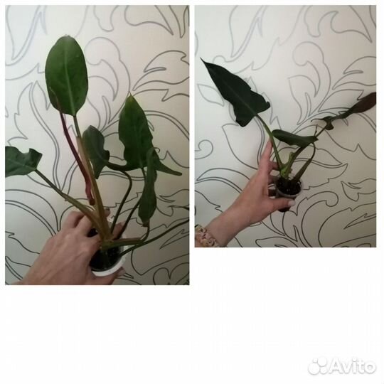 Филодендроны