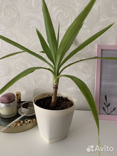 Юкка пальма