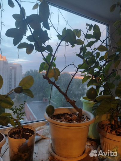 Лимон Павловский с плодами